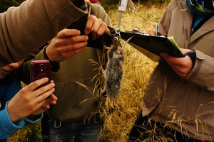 Animals of Polish Wilderness